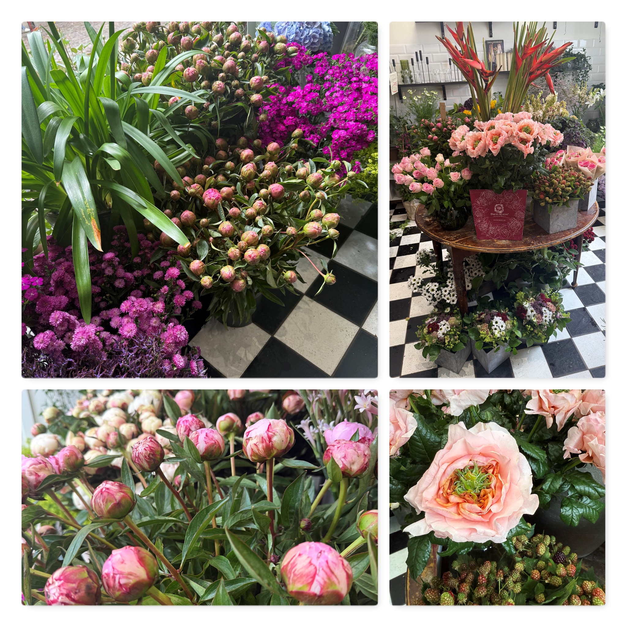 Blommer bilder
